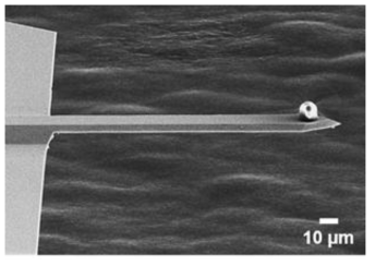 Representative SEM image of fabricated colloidal probe