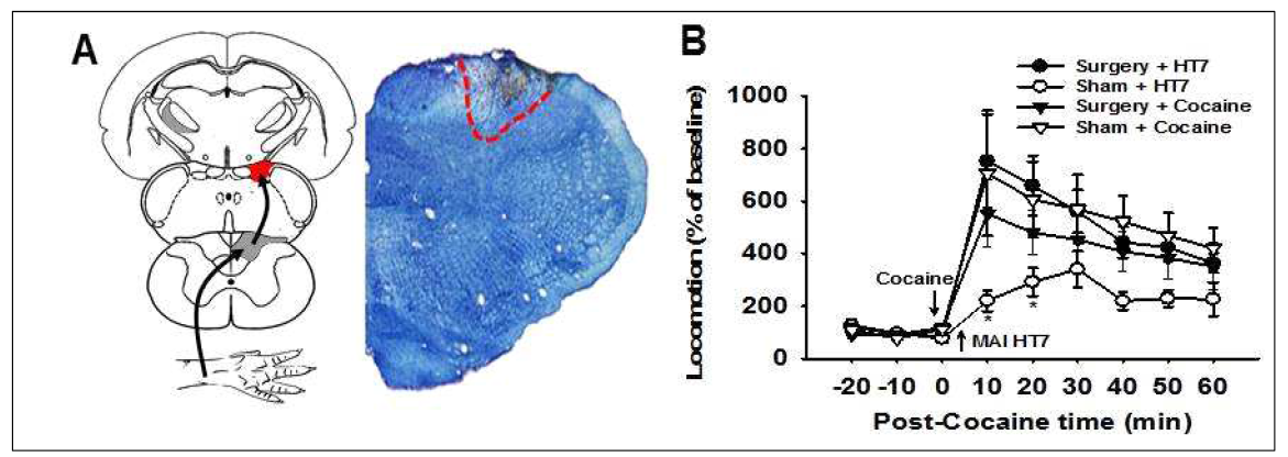 Fig. 2. Blocking by CN lesions of HT7 effects on cocaine-induced locomotor activity in rats. A, B: Inhibitory effects of acupuncture at HT7 were blocked when surgical injury of cuneate nucleus (CN; A) was performed 8-10 days before test . N=6-8/group. *p<0.05. Sham+HT7 vs. Surgery+HT7