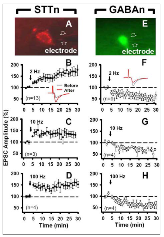 전기적 구심성 신경자극은 척수내 STTn (A-D)에서 LTP, GABAn (E-H)에서 LTD를 유발한다