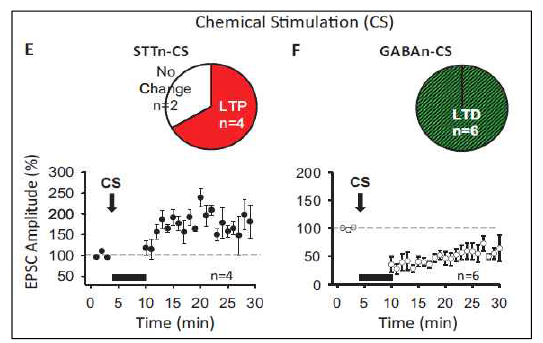 화학적 말초자극은 척수내 STTn (A-D)에서 LTP, GABAn (E-H)에서 LTD를 유발한다
