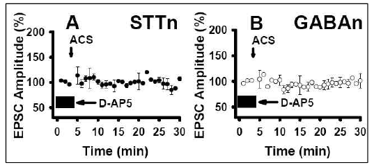 STTn LTP, GABAn LTD에 관한 NMDA receptor 차단제 AP5(100 uM)의 효과