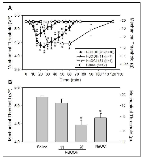 Effects t-BOOH and NaOCl on mechanical thresholds in normal rats. (A) Intrathecal administration of t-BOOH (11 or 28 μmol) or NaOCl (134 μmol) temporarily decreased the mechanical threshold in a dose-dependent manner, compared to the mechanical threshold observed with administration of saline