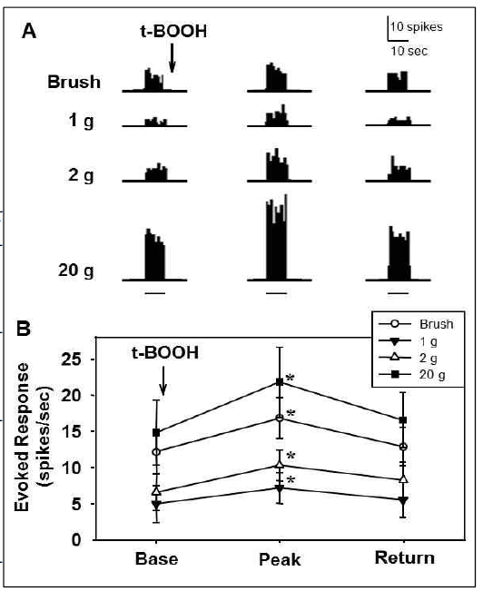 Effect of t-BOOH on WDR neuron activities in the spinal dorsal horn of normal rats