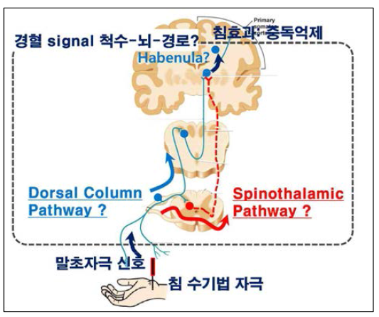 전체적인 가설: 침술의 척수-뇌 신경 경로 규명