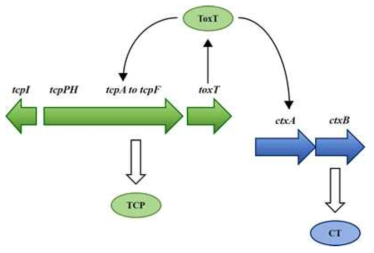 tcp operon과 cholera 독소 유전자의 전사 조절인자인 toxT의 작용. ToxT 단백질은 TCP (Toxin Co-regulated Pilus)의 발현과 콜레라 독소의 발현을 조절하는 전사조절 인자 (transcriptional activator)로 작용함