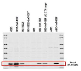 TcpA 단백질 과발현 균주 개발. toxT 유전자의 139번때 아미노산을 tyrosine에서 phenylalanine으로 치환할 경우 TcpA의 발현이 classical biotype균주와 El Tor biotype균주 모두 TcpA의 발현이 증가하는 것을 증명할 수 있음