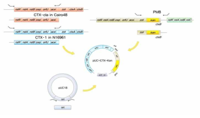 Plasmid 기반의 CTX phage 복제 시스템 개발. El Tor type의 CTX 파지뿐만 아니라 classical, O-139 type의 CTX 파지의 복제를 실험실에서 재현할 수 있음