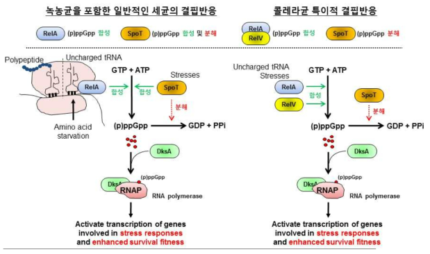 세균 결핍현상(stringent response)에 대한 요약. 아미노산 결핍 환경에서 uncharged tRNA가 존재하게 되면 RelA 단백질이 활성화되어 (p)ppGpp를 합성함. 아울러 다른 영양소의 결핍 및 스트레스 조건에서도 (p)ppGpp의 합성은 활성화됨. SpoT 단백질은 일반적으로 (p)ppGpp를 합성하며 동시에 분해하는 dual function을 보유하고 있음. 합성된 (p)ppGpp는 DksA와 함께 RNA polymerase에 결합하여 스트레스 저항성 및 생존력을 증가시키는 방향으로 유전자 발현을 유도함. 콜레라균은 (p)ppGpp합성 효소를 coding하는 또 하나의 유전자로 relV가 존재하며, 콜레라균의 SpoT 단백질은 (p)ppGpp를 분해하는 기능만 있는 것으로 알려져 있음. 이러한 특징으로 콜레라균의 ΔrelAΔspoT double mutant는 RelV의 활성으로 인해 (p)ppGpp의 축적이 발생함. 또한, (p)ppGpp0mutant는 ΔrelAΔrelVΔspoT triple mutant로 (p)ppGpp를 합성하지 못하는 표현형을 보임