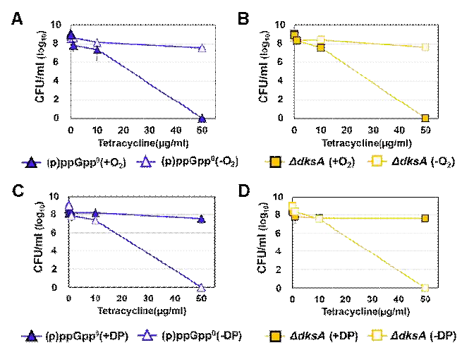 콜레라균 항생제 저항성에 산소 및 철분(iron)이 미치는 영향. 항생제에 높은 감수성을 보이는 (p)ppGpp0 (A, C) 및 ΔdksA (B, D) mutants를 tetracycline에 반응시킨 후, CFU를 측정함. 반응 A, B는 호기 및 혐기 조건에서의 결과이며, 반응 C, D는 iron chelator인 Dipyridyl (DP) 존재 조건에서의 결과임. 혐기 조건에서 반응한 경우, 두 mutants는 생존력을 유지하였으며, iron 결핍을 유도한 이후에 tetracycline을 처리한 경우에도 생존력을 유지하였음. ROS는 혐기 조건에서는 생성되기 어렵고, free iron의 존재는 Fenton reaction을 활성화시켜 ROS를 만들어 낼 수 있음