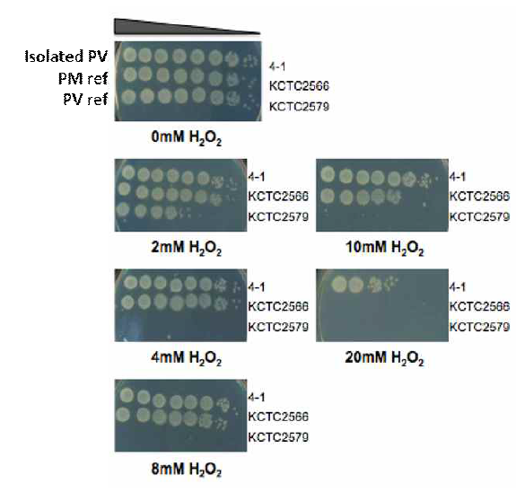 DSS 처리 초기에 분리된 P. vulgaris의 H2O2 저항성. 본 연구진이 분리한 P. vulgaris 균주 (4-1로 명명) 및 KCTC에서 분양받은 P. mirabilis (KCTC 2566) 및 P. vulagirs (KCTC 2579) 균주의 과산화수소 존재하의 배양 능력. 각 균주들을 과산화수소가 농도별로 포함되어 있는 LB 배지에 4시간 배양한 후, 살아있는 균의 수를 측정하였음. 본 연구진이 분리한 4-1 균주가 가장 높은 저항성을 보였음. 4-1 균주는 superoxide를 만들어 내는 Plumbagin 에 대해서도 예외적으로 높은 저항성을 보였음