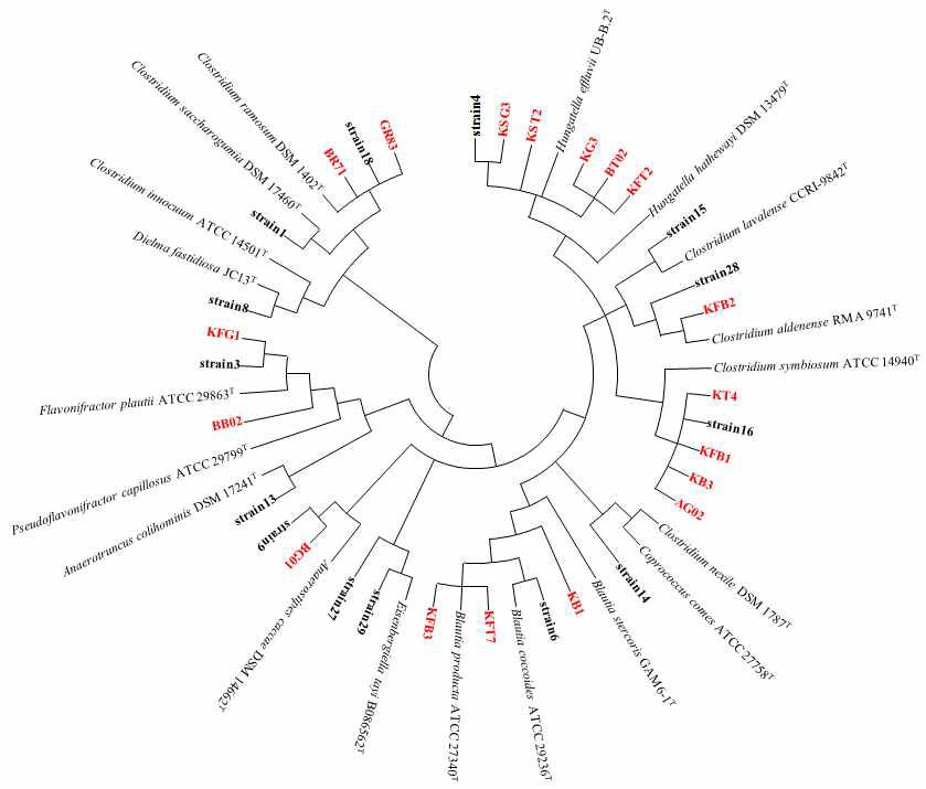 장내 조절 T 세포 분화능을 가진 Clostridium cluster XI & XIVa에 해당하는 분리균 계통수