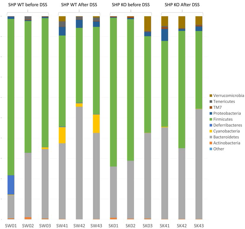 SHP knock out 및 DSS 처리에 따른 그룹간의 장내미생물 군집 조성 (Phylum level)