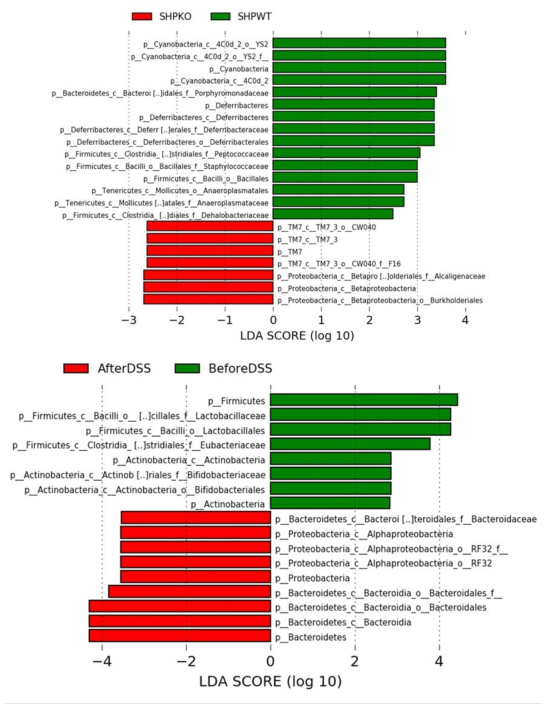 LDA Effective Size (LEfSe) 분석을 통한 SHP 유무에 따른 taxon 차이와 DSS 처리에 따른 taxon 차이 비교