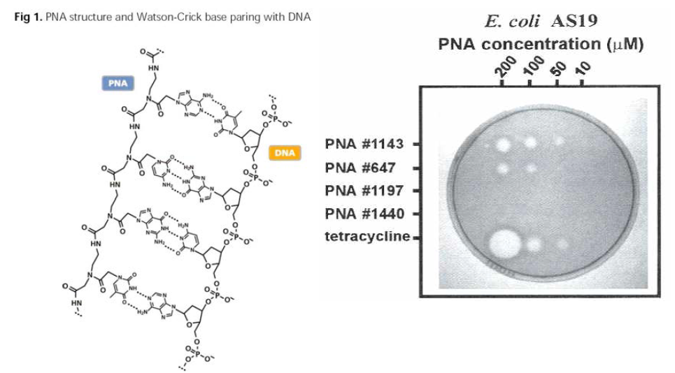 Peptide nucleic acid (PNA)의 DNA 결합 구조 및 향균 효과