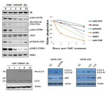 SidC가 근육세포의 autophagy 관여 인자에 미치는 영향