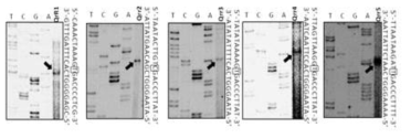 패혈증 비브리오균 내에 존재하는 다섯 개의 small RNA Qrr1~5의 전사 개시점