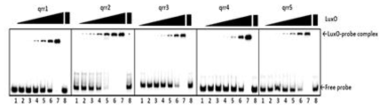 LuxO가 Qrr1~5 코딩 유전자 상단부위에 결합함을 보여주는 EMSA결과