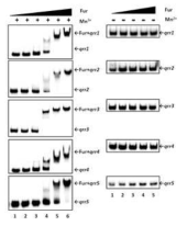 Fur-Fe는 Qrr1~5 코딩 유전자 상단부에 물리적으로 결합함을 보여주는 EMSA 결과