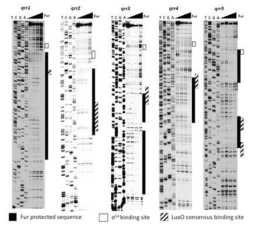 Qrr1~5 코딩 유전자 상단부의 Fur-Fe 결합부위를 규명하기 위한 Foot-printing 실험