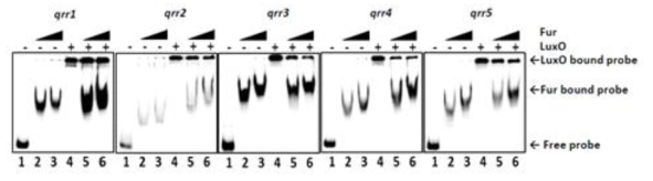 Qrr1~5 코딩 유전자 상단부의 Fur-Fe 결합이 LuxO에 의한 결합보다 더 강력함을 보여주는 competition EMSA 결과