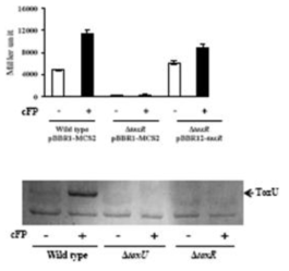 cFP는 막단백질인 ToxR을 통하여 신호전달단백질인 ToxU의 발현을 조절함을 보여주는 ToxU-anti serum을 이용한 western hybridization