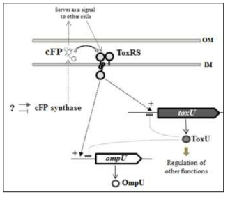 cFP에 의한 ompU와 toxU의 발현 조절 메커니즘 모델