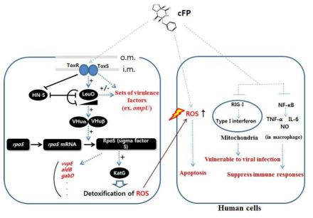 병원성 인자임과 동시에 신호물질로서의 cFP 기능 개요