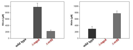 모델균에서 napA 및 nrfA 유전자 결손에 의한 NO2와 NO3 소비량 변화