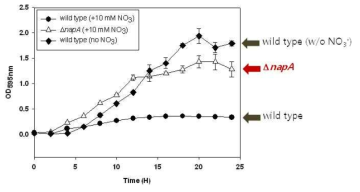 NO3 첨가 시, 야생종 및 napA 결손 돌연변이체의 성장