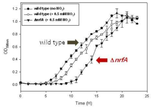 NO2 첨가 시, 야생종 및 nrfA 결손 돌연변이체의 성장