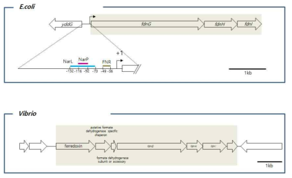 대장균 (상) 및 모델균 (하)의 fdn operon 비교