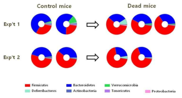phylum 수준에서 모델 비브리오균 감염에 의해 사멸한 쥐 및 대조군의 장내 균총의 비교