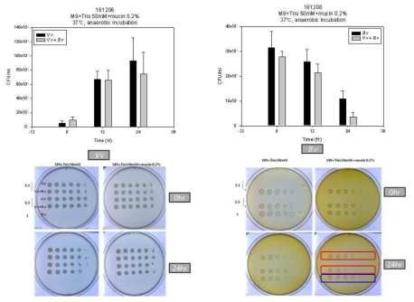 모델 비브리오균이 Bacteroides의 생존에 미치는 영향