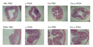 gPGA에 의한 DSS 유도 장염의 억제 효과, 장 H&E staining