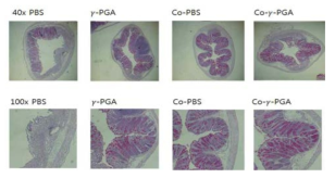 γ-PGA에 의한 DSS 유도 장염의 억제 효과, PAS staining