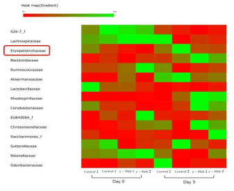 각 실험군의 micrbiota analysis. Family level에서의 heat map analysis