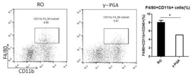 γ-PGA에 의한 장 면역세포의 변화. lamina propria macrophage 세포의 빈도