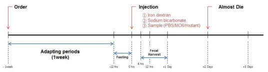 쥐 소화계 microbiome에 미치는 AI-2의 영향을 조사하기 위한 실험 방법