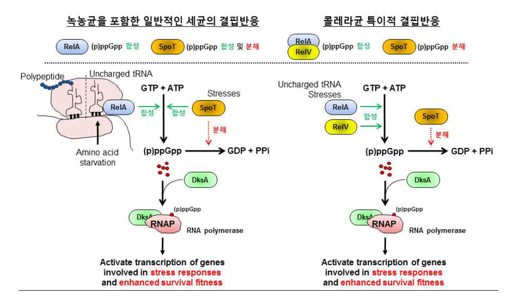 세균 결핍현상(stringent response)에 대한 요약. 아미노산 결핍 환경에서 uncharged tRNA가 존재하게 되면 RelA 단백질이 활성화되어 (p)ppGpp를 합성함. 아울러 다른 영양소의 결핍 및 스트레스 조건에서도 (p)ppGpp의 합성은 활성화됨. SpoT 단백질은 일반적으로 (p)ppGpp를 합성하며 동시에 분해하는 dual function을 보유하고 있음. 합성된 (p)ppGpp는 DksA와 함께 RNA polymerase에 결합하여 스트레스 저항성 및 생존력을 증가시키는 방향으로 유전자 발현을 유도함. 콜레라균은 (p)ppGpp합성 효소를 coding하는 또 하나의 유전자로 relV가 존재하며, 콜레라균의 SpoT 단백질은 (p)ppGpp를 분해하는 기능만 있는 것으로 알려져 있음. 이러한 특징으로 콜레라균의 ΔrelAΔspoT double mutant는 RelV의 활성으로 인해 (p)ppGpp의 축적이 발생함. 또한, (p)ppGpp0mutant는 ΔrelAΔrelVΔspoT triple mutant로 (p)ppGpp를 합성하지 못하는 표현형을 보임