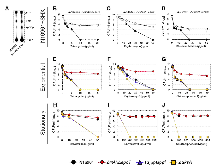 콜레라균의 결핍반응이 항생제 저항성에 미치는 영향. (A) SHX (serine hydroxmate)는 인위적으로 아미노산 결핍을 유도하여 세균에 SR를 유도함. SHX가 처리된 콜레라균에서 (p)ppGpp의 생산이 현격히 증가하였음 (Thin Layer Chromatography). 콜레라균 N16961 균주를 사용하였음. (B, C, D) SHX 처리로 인해 SR가 유도된 경우, tetracycline, erythromycin, chloramphenicol 처리에 매우 높은 저항성을 보임. (E, F, G) 다양한 콜레라균 균주의 항생제 저항성 테스트. wild type 균주인 N16961, (p)ppGpp를 축적하는 ΔrelAΔspoT mutant, (p)ppGpp를 합성하지 못하는 (p)ppGpp0 mutant, 그리고 (p)ppGpp를 사용하지 못하는 것으로 알려진 ΔdksA mutant를 이용하였음. 4종의 균주가 exponential phase까지 배양되었으며, 배양된 후 각 항생제에 4시간 동안 처리되었음. (p)ppGpp를 축적하는 ΔrelAΔspoT mutant 만이 항생제 저항성을 보임. (H, I J) Stationary phase까지 배양된 후, 항생제에 4시간 동안 처리됨. Stationary phase까지 자란 경우, wild type N16961 균주는 영양소 고갈로 자발적으로 (p)ppGpp를 합성하며, 이 경우 항생제 저항성을 보임