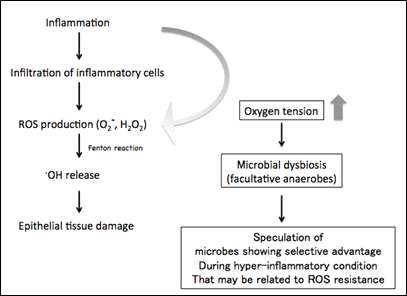 IBD 질환에서 관찰되는 high-level inflammation에 의해 증가된 활성 산소 (ROS)는 공생 미생물 군집 변화를 유도시킬 수 있을 것으로 생각되며, 이는 IBD와 같은 염증 질환의 증상이 microbial dysbiosis에 의해 기인할 수 있음을 뒷받침함