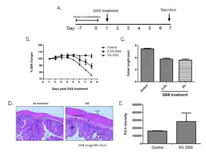 DSS 를 포함한 음용수를 먹여 마우스에 colitis 를 유도함. (A) 실험 scheme 으로 총 7 일 동안 DSS 를 처리하였음. (B) DSS 처리 과정 중의 마우스 몸무게의 변화, DSS 농도 의존적으로 마우스의 몸무게 감소가 뚜렷이 관찰되었음. (C) 적출된 마우스 대장의 길이 또한, DSS 가 처리된 마우스에서 짧아졌음. (D) DSS 처리 후 마우스 장에 neutrophil infiltration 과장 상피세포의 이질적 변화가 보임이 관찰되었음. (E) 장 조직을 homogenize 한 후, ROS 에 특이적으로 반응하는 형광 다이인 PO-1 의 형광 강도 측정