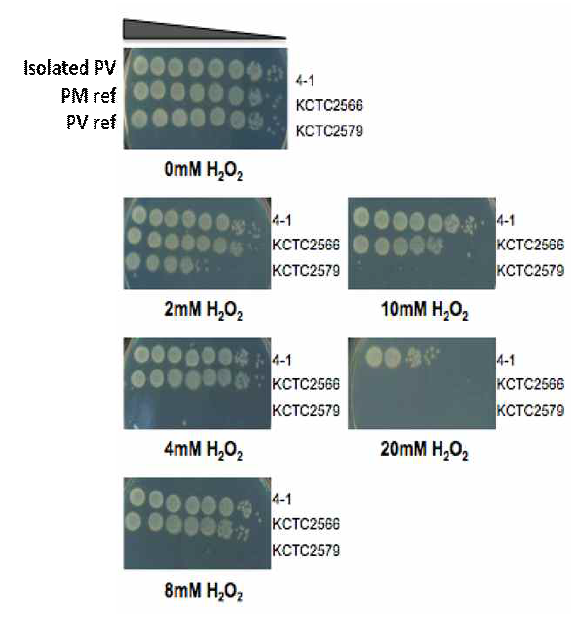 DSS 처리 초기에 분리된 P. vulgaris 의 H2O2 저항성. 본 연구진이 분리한 P. vulgaris 균주 (4-1로 명명) 및 KCTC에서 분양받은 P. mirabilis (KCTC 2566) 및 P. vulagirs (KCTC 2579) 균주의 과산화수소 존재하의 배양 능력. 각 균주들을 과산화수소가 농도별로 포함되어 있는 LB 배지에 4시간 배양한 후, 살아있는 균의 수를 측정하였음. 본 연구진이 분리한 4-1 균주가 가장 높은 저항성을 보였음. 4-1 균주는 superoxide를 만들어 내는 Plumbagin 에 대해서도 예외적으로 높은 저항성을 보였음