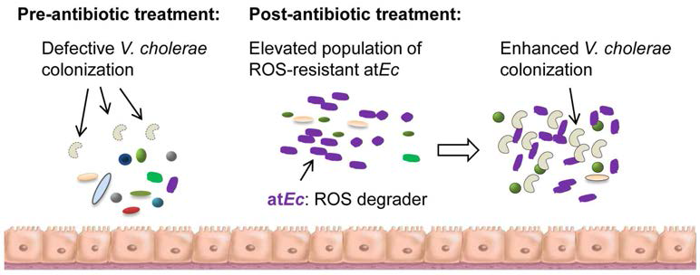 공생세균 균총 변화가 콜레라균 감염에 미치는 영향 항생제 처리 후, 증식된 B형 대장균 (보라색 세균으로 표현됨)이 장내의 활성 산소 농도를 감소시켜, 콜레라균의 정착 및 증식에 유리한 환경을 만들게 된다. atEc : atypical E. coli, B형 대장균; V. cholerae : 콜레라균