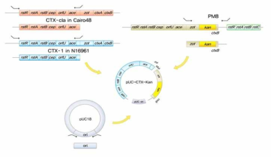 Plasmid 기반의 CTX phage 복제 시스템 개발. El Tor type의 CTX 파지뿐만 아니라 classical, O-139 type의 CTX 파지의 복제를 실험실에서 재현할 수 있음