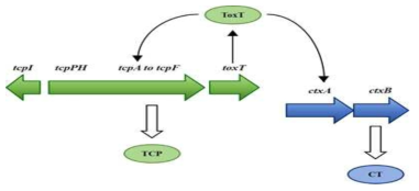 tcp operon과 cholera 독소 유전자의 전사 조절인자인 toxT의 작용. ToxT 단백질은 TCP (Toxin Co-regulated Pilus)의 발현과 콜레라 독소의 발현을 조절하는 전사조절 인자 (transcriptional activator)로 작용함