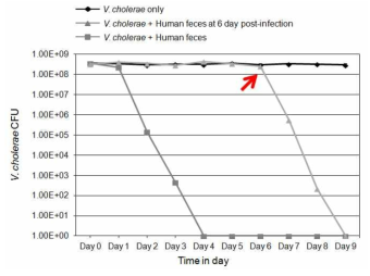 시간에 따른 콜레라균의 검출 양상. 24시간 마다 수집된 마우스 분변에 존재하는 콜레라균의 수를 Logarithm scale로 표시하였음. 각 그룹은 4마리의 마우스로 이루어져 있으며, error bar가 보이지 않을 정도로 각 data points에서 마우스 간의 수치 차이가 매우 적었음. 2번째 그룹에서는 콜레라균을 감염 시킨 후 6일째 되는 날에 human feces 를 주입하여 콜레라균 수의 증감을 확인하였음, 빨간색 화살표는 human feces를 주입한 날을 표시함