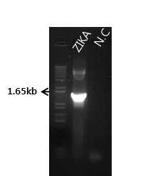Agarose gel electrophoresis of PCR product. lane 1: PCR product of Zika virus envelope gene, lane 2: Negative control