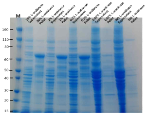 SDS-PAGE of recombinant Zika envelope protein expressed in E.coli