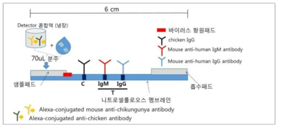 Schematic diagram of fluourescent immuno-chromatographic test kit for chikungunya virus IgM/IgG detection